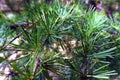 Beautiful conifer branches with long needles. Background