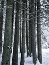 Beautiful coniferous forest with fir pine trees in winter with snow