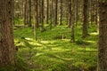 Beautiful coniferous forest. Green moss on the ground