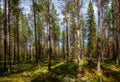 A beautiful coniferous forest stands in slender rows of tall trees under the blue sky, casting a light - shadow pattern on mosses Royalty Free Stock Photo