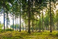 Beautiful coniferous forest during sunrise with mature spruce and natural surface Royalty Free Stock Photo