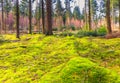 Beautiful coniferous forest during sunrise with mature spruce and natural surface Royalty Free Stock Photo