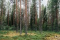 Beautiful coniferous forest trees. Nature wood backgrounds