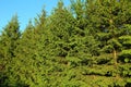 Beautiful coniferous trees green background / texture. Natural green tree wall on blue sky background