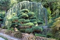 Beautiful coniferous trees in the park