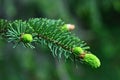 Beautiful coniferous twig tree. Nature background