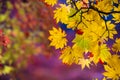 beautiful conlorful maple leaf vibrant tree in Japan travel autumn season, Japan Royalty Free Stock Photo