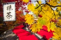 beautiful conlorful maple leaf vibrant tree in Japan travel autumn season, Japan Royalty Free Stock Photo