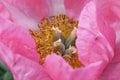 Beautiful Constance Spry rose pink flower peony lactiflora macro