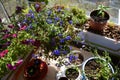 Beautiful container garden on the balcony. Top view on flowering petunia and lobelia and other plants in pots