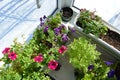 Beautiful container garden on the glass balcony in winter. Flowers and greens inside when it is snow outside Royalty Free Stock Photo