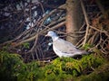 Wood Pigeon Resting In A High Tree, In An Country Garden, Northumberland, UK