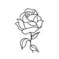 Beautiful contour drawing of a rose