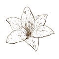 Beautiful contour lily flower. Illustration of big lily isolated on white background. Hand drawn vector. Nature floral collection.