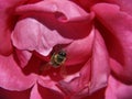 Beautiful contrast, honey bee and cerise rose Royalty Free Stock Photo