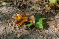 Beautiful contrast of nature two leaves on the ground in an autumn day