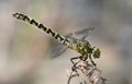 Beautiful contrasting colorful dragonfly macro