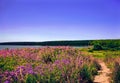 Beautiful contryside landscape background with flower field, clear blue sky, sand road, forest and lake Royalty Free Stock Photo