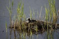 A Coot broods at the Fish pond