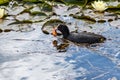 Beautiful coot in a pond with water lilies and a goldfish in its beak