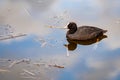 Beautiful coot swimming in a pool