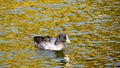 Beautiful coot, water hen.