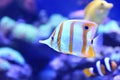 Beautiful copper banded butterfly fish in aquarium water