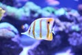 Beautiful copper banded butterfly fish in aquarium water