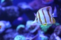 Beautiful copper banded fish in clear aquarium water