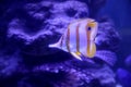 Beautiful copper banded butterfly fish in clear aquarium