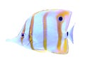 Beautiful copper banded butterfly fish on background