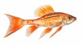 Beautiful Copper Orange Fish On White Background