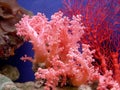 Beautiful coral Royalty Free Stock Photo