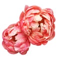 Beautiful `Coral Charm` Peony flowers isolated on white background. Living Coral colour trend of the year 2019