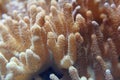 Beautiful coral closeup