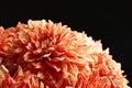 Beautiful coral dahlia flowers on black background, closeup Royalty Free Stock Photo