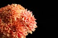 Beautiful coral dahlia flowers on black background, closeup. Space for text Royalty Free Stock Photo