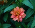 Beautiful coral flower