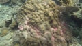 Beautiful coral found at Tioman island, Malaysia