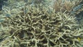 Beautiful coral found at Tioman island, Malaysia