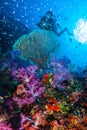 Beautiful coral garden reef with Scuba Diver. Royalty Free Stock Photo