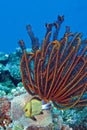 Beautiful Coral gardens crinoid Feather star