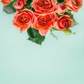 Beautiful coral mini roses on turquoise background