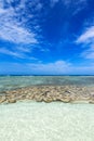 Beautiful coral near the tropical beach at Freedom beach, Koh Ta