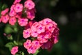 Beautiful coral phlox bloom profusely