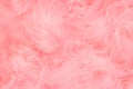 Beautiful coral pink trendy feather texture background. Soft and gentle pattern Royalty Free Stock Photo