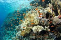 Beautiful coral reef with anthias