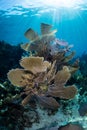 Beautiful Coral Reef in Caribbean Sea Royalty Free Stock Photo