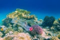 Beautiful coral reef with diversity of hard corals polluted with plastic botle - environmental protection concept