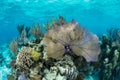 Beautiful Coral Reef in Caribbean Sea Royalty Free Stock Photo